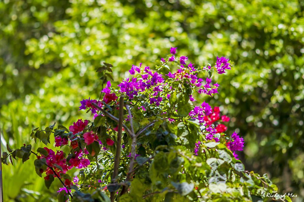Jardim Secreto Villa Morro de Sao Paulo Exterior photo
